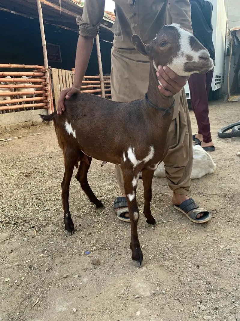 Bakri 4 dant — photo 2