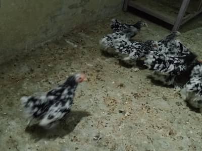 molted bentum chiks sale