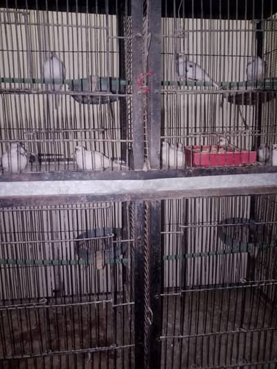 Diamond Pied Dove Pair | Healthy & Active | Breeding Ready