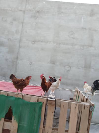Ayam Cemani, lohman brown healthy & active pairs available