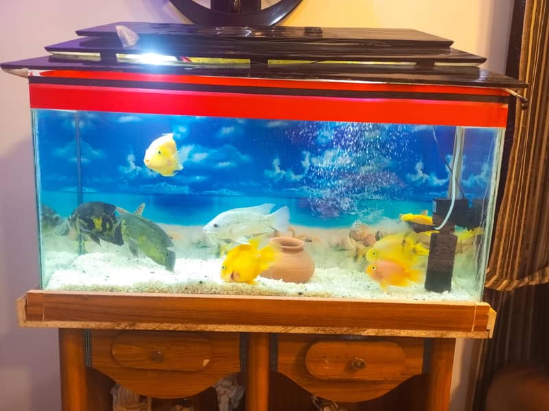 fish q 0