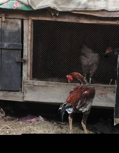 Aseel pair for sale, Quality Birds.
