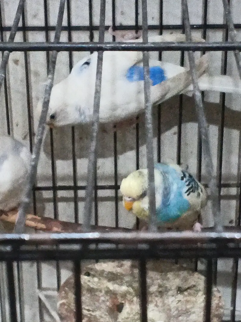 Australian Budgies  for sale with cage — photo 3