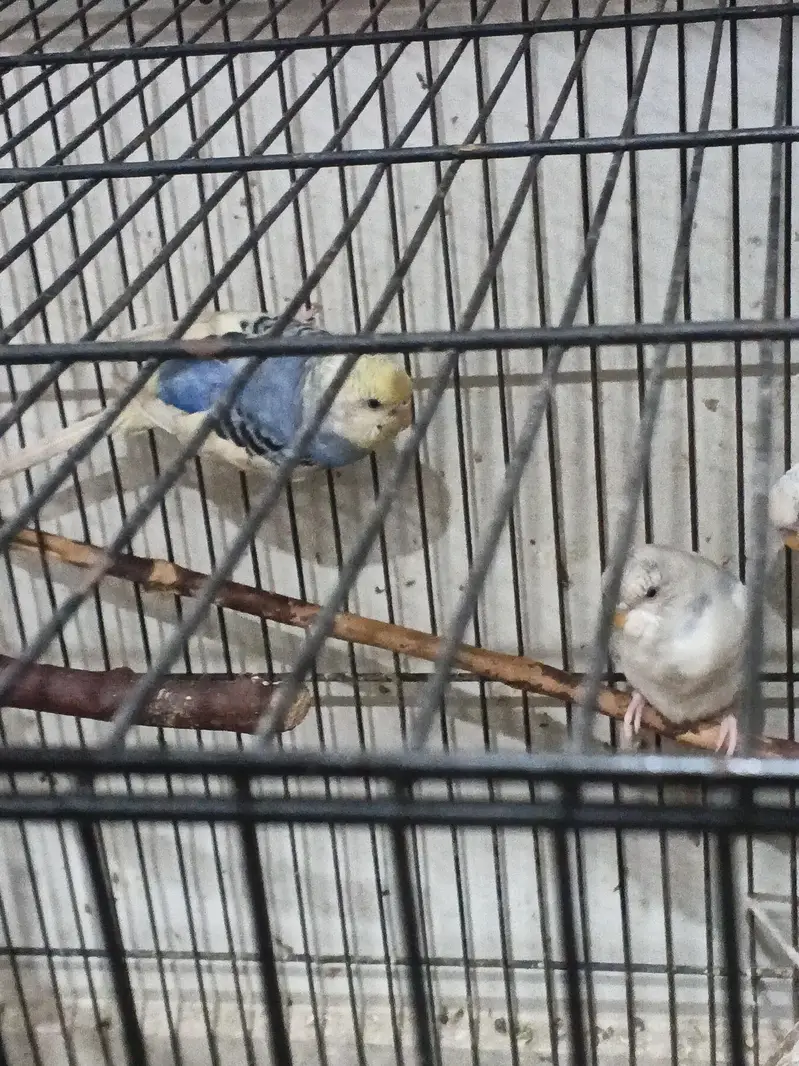 Australian Budgies  for sale with cage — photo 4