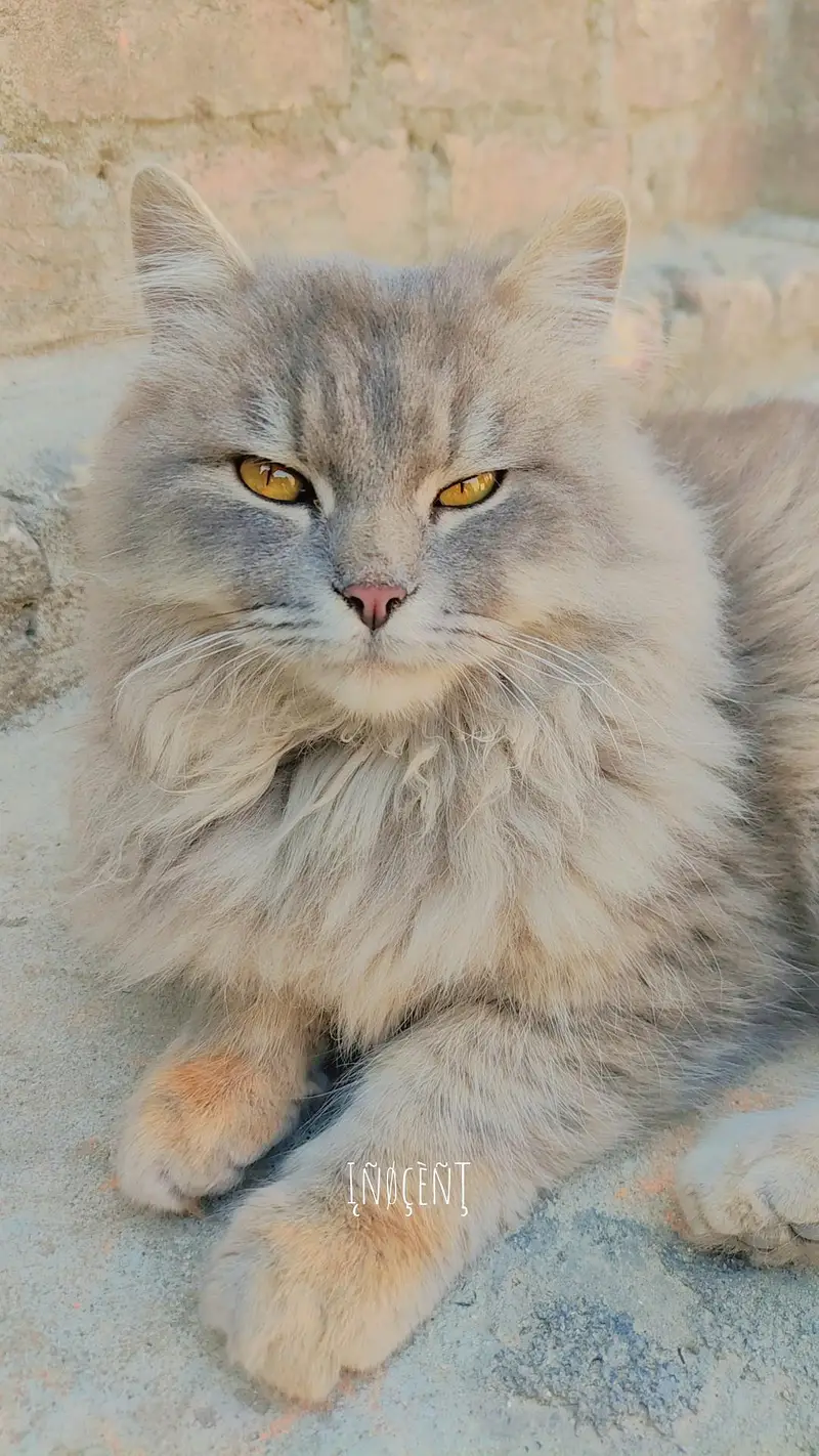 Siberian Male cat For Sale