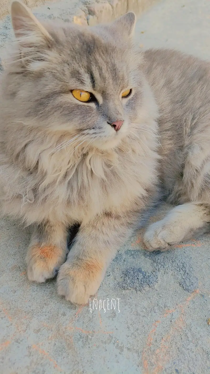 Siberian Male cat For Sale — photo 2