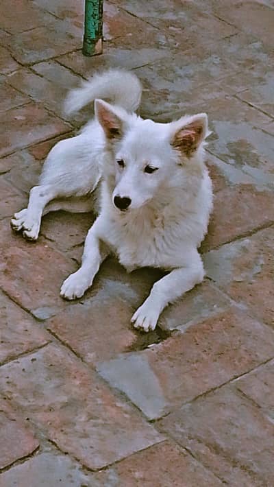 DOG FOR SELL . . . . . . . BEST FOR SECURITY. . . . . .