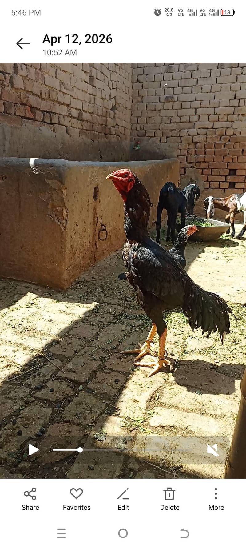 اصیل مرغی اور اصیل چوزے 6