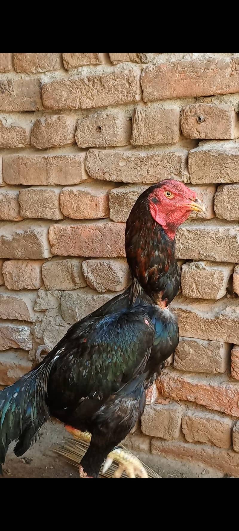 اصیل مرغی اور اصیل چوزے 7