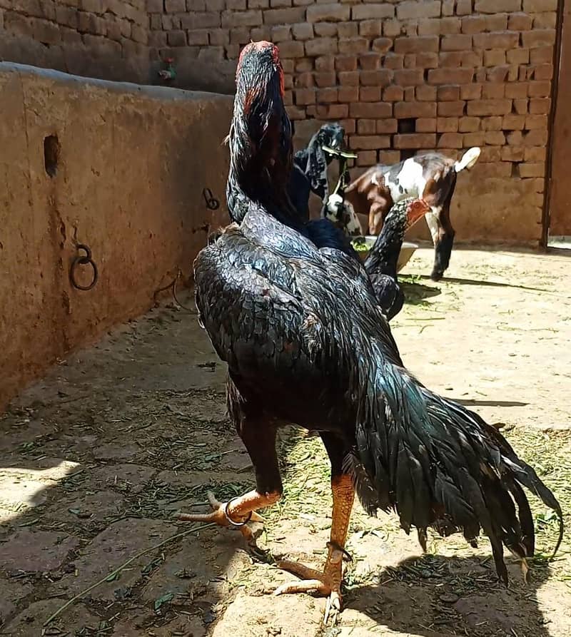 اصیل مرغی اور اصیل چوزے 8