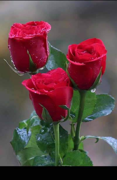Amir Shahzad 