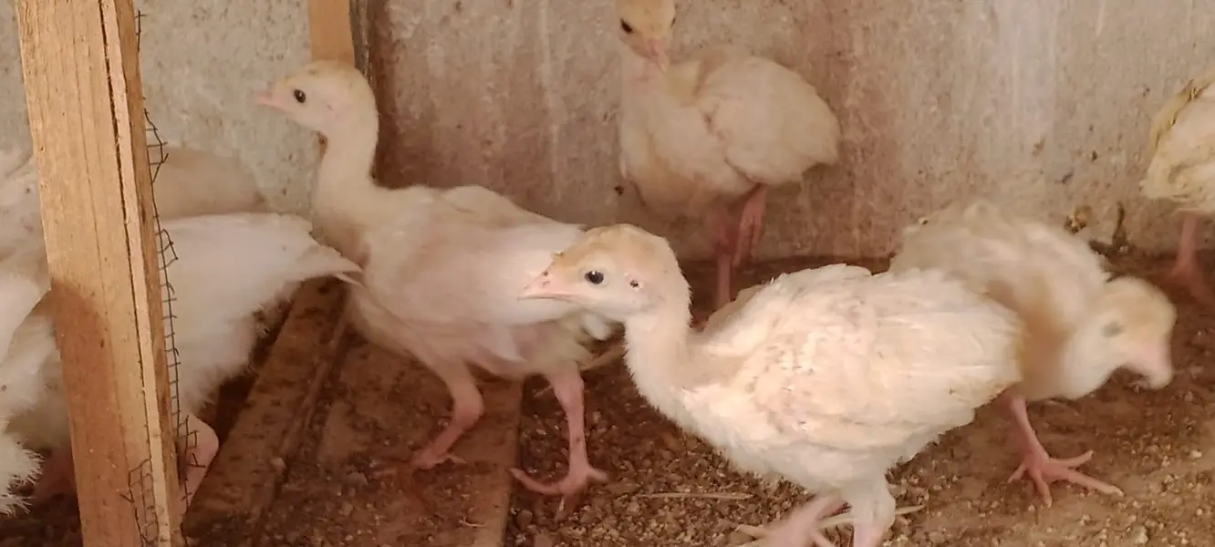 TURKEY CHIKS AVILBAEL FOR SALE 03110245067