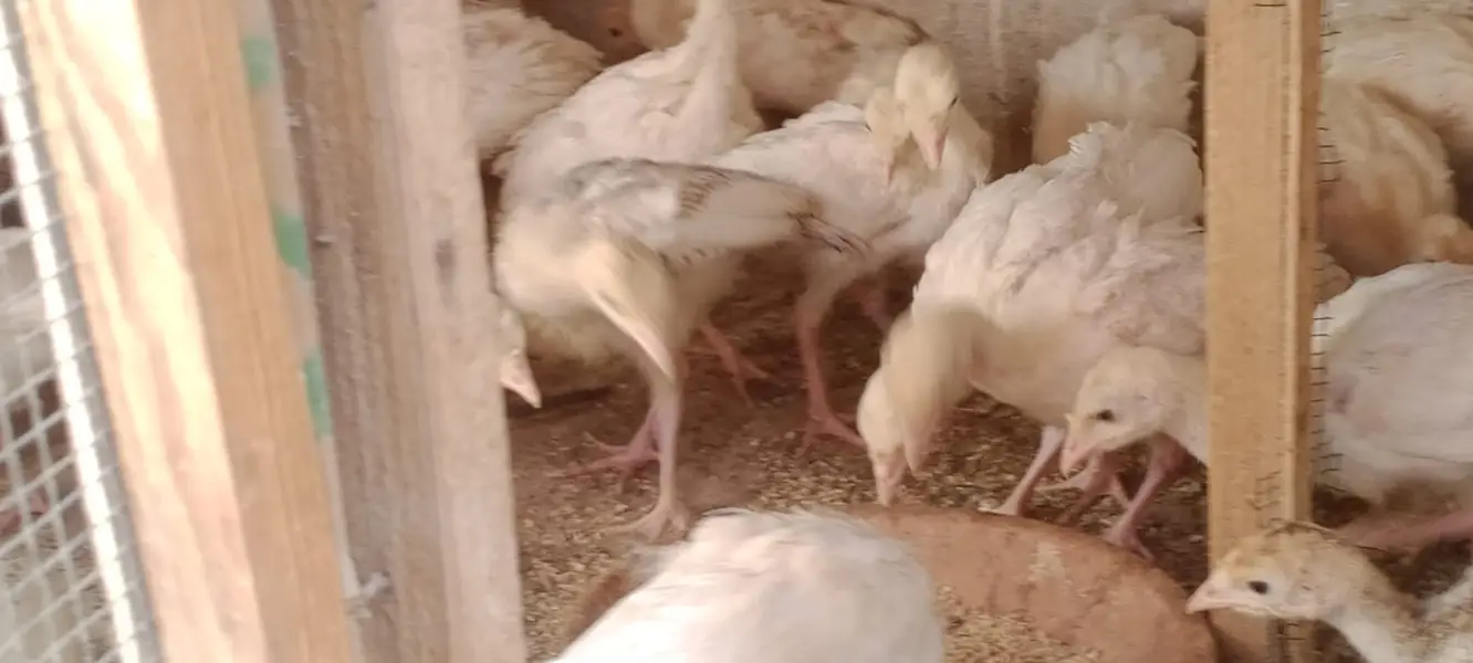 TURKEY CHIKS AVILBAEL FOR SALE 03110245067 — photo 2