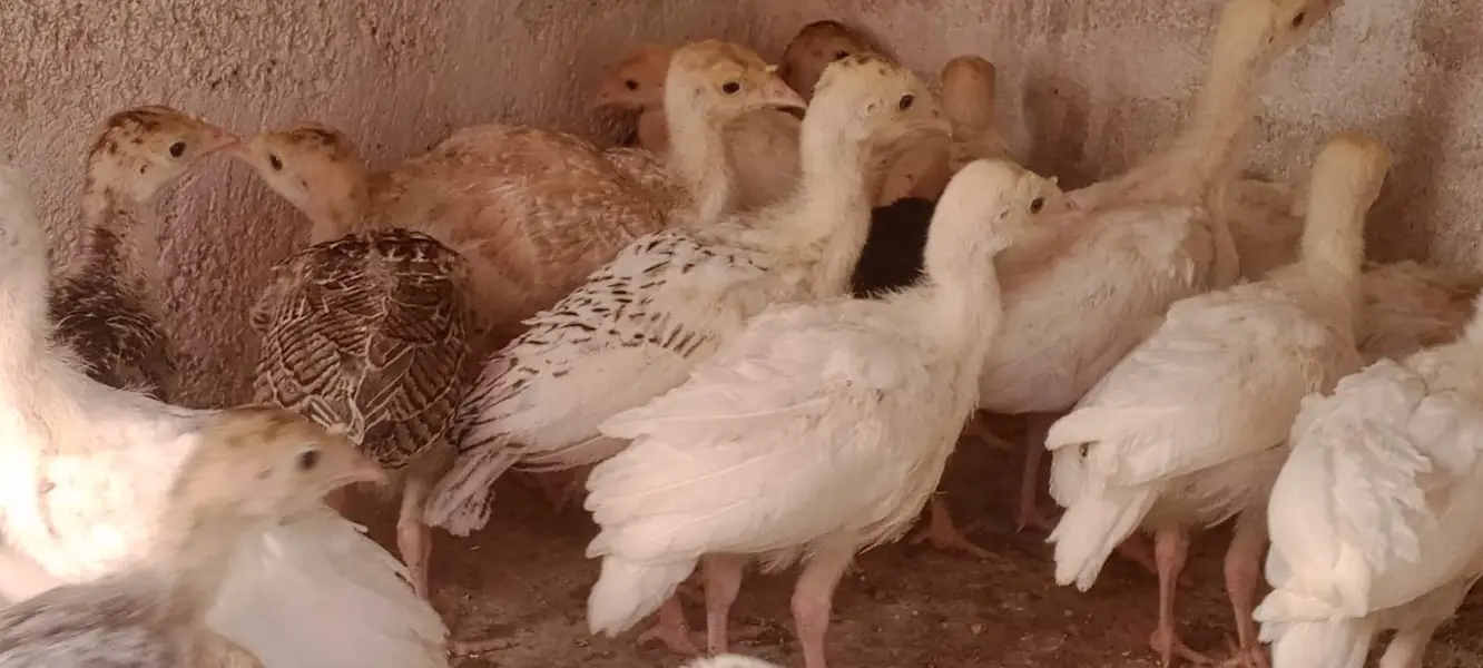 TURKEY CHIKS AVILBAEL FOR SALE 03110245067 — photo 3