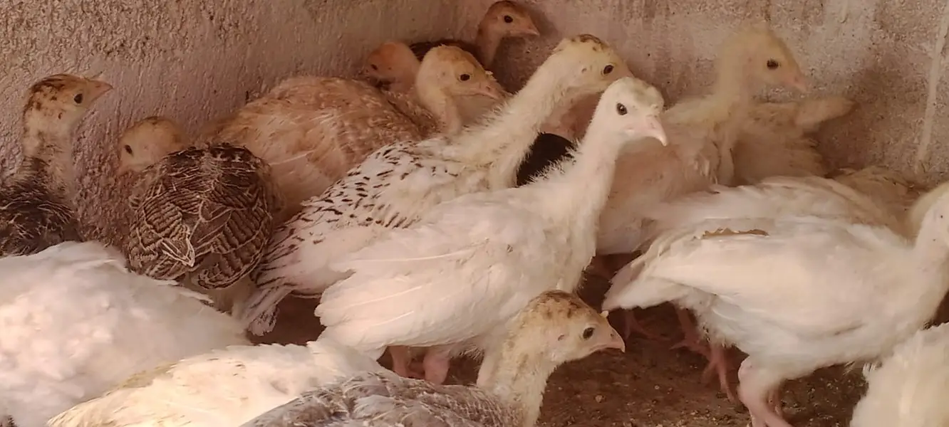 TURKEY CHIKS AVILBAEL FOR SALE 03110245067 — photo 4