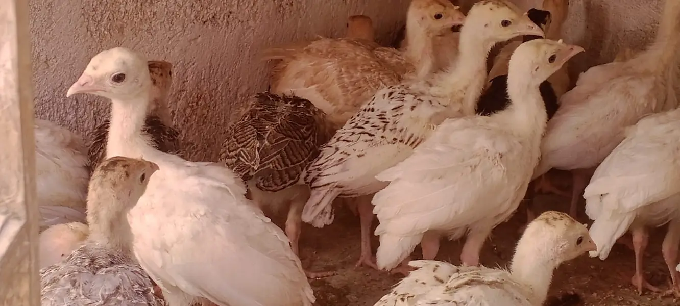 TURKEY CHIKS AVILBAEL FOR SALE 03110245067 — photo 5