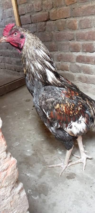 aseel bhut he Kam price me only sell