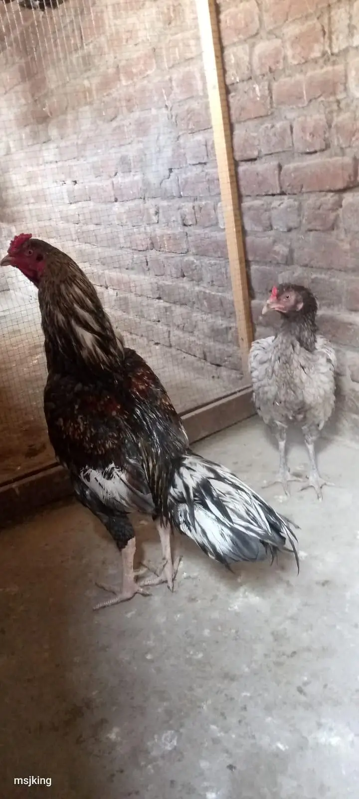 aseel bhut he Kam price me only sell — photo 2