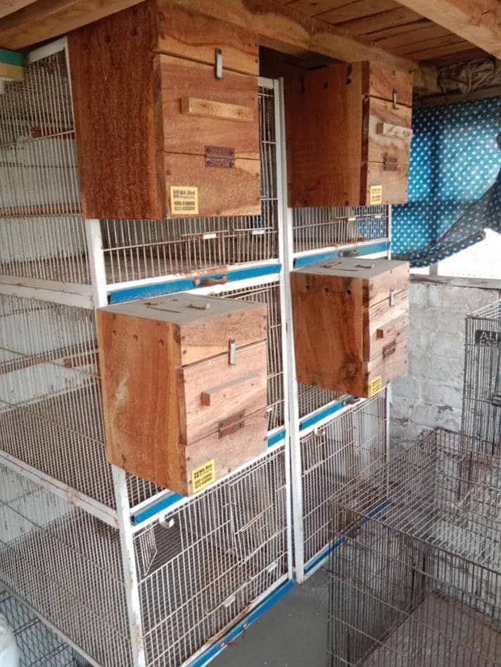 Cages 0