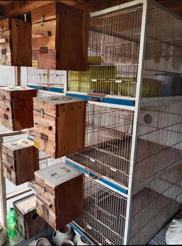 Cages 1