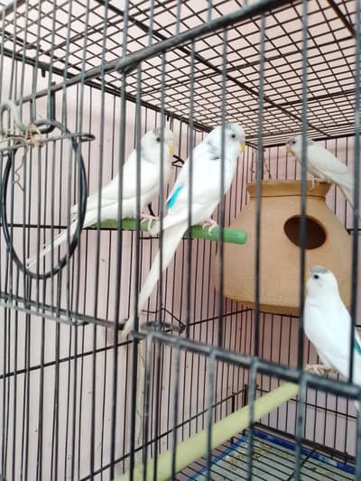 Parrots + cage
