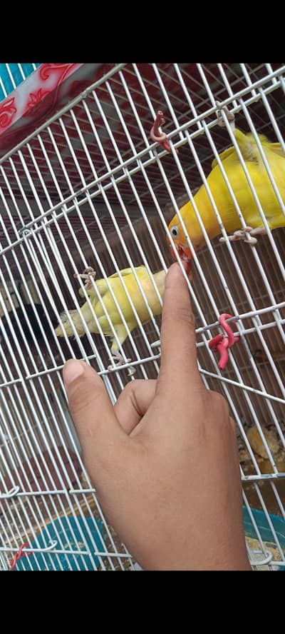 love birds