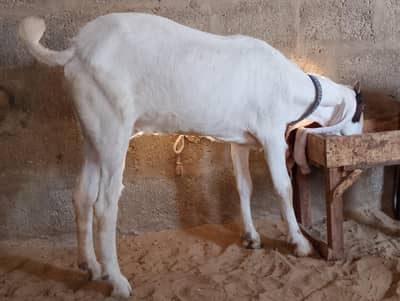 gulabi bakri