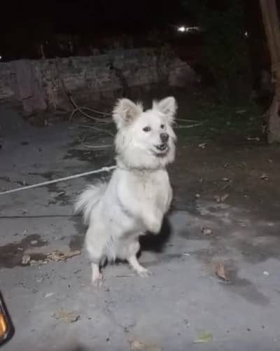 Russian female long coat