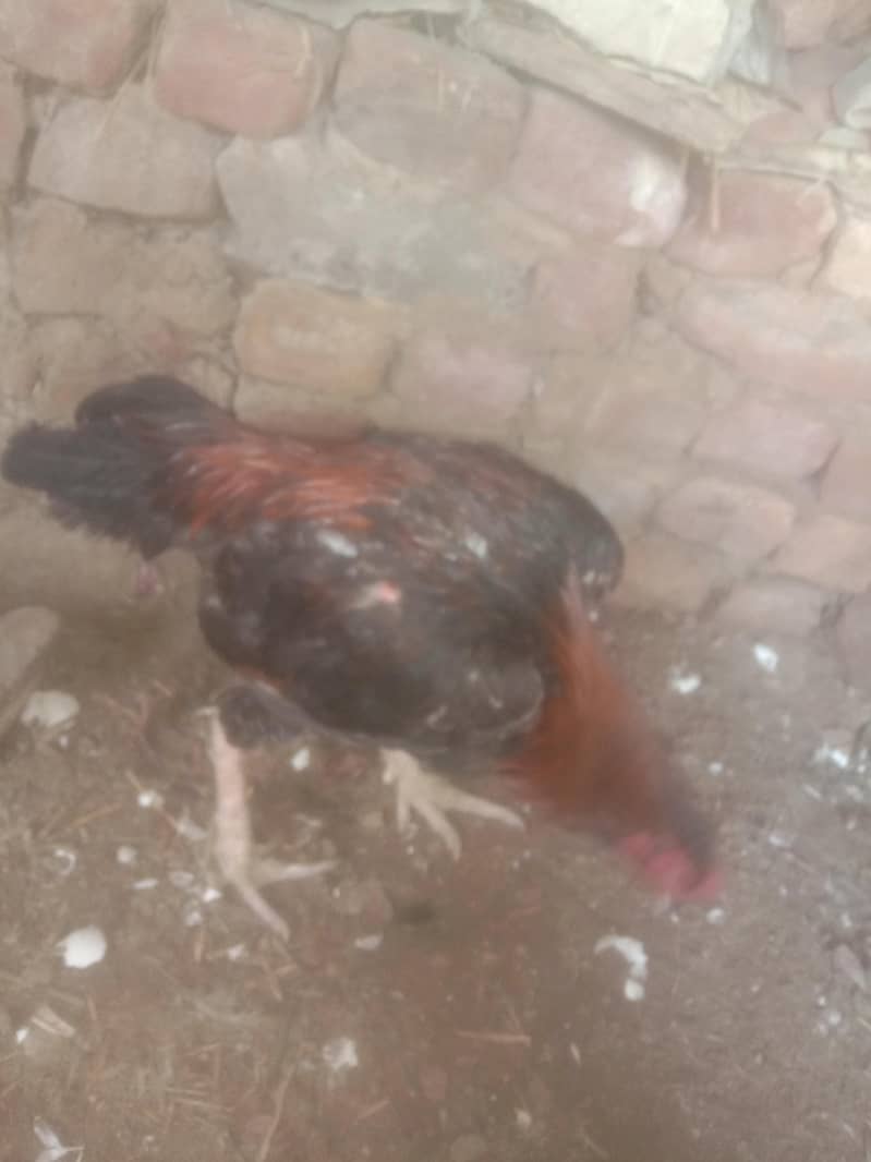 Aseel  breader 0