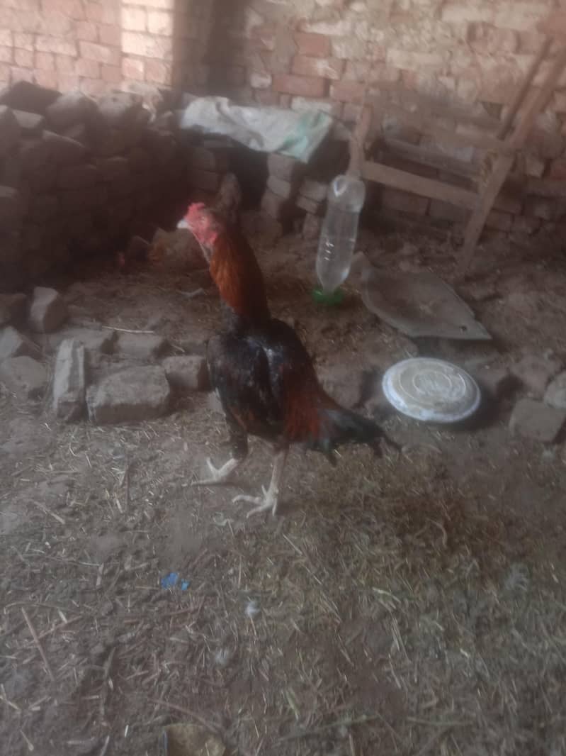 Aseel  breader 6