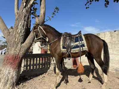 Desi Horse for sell