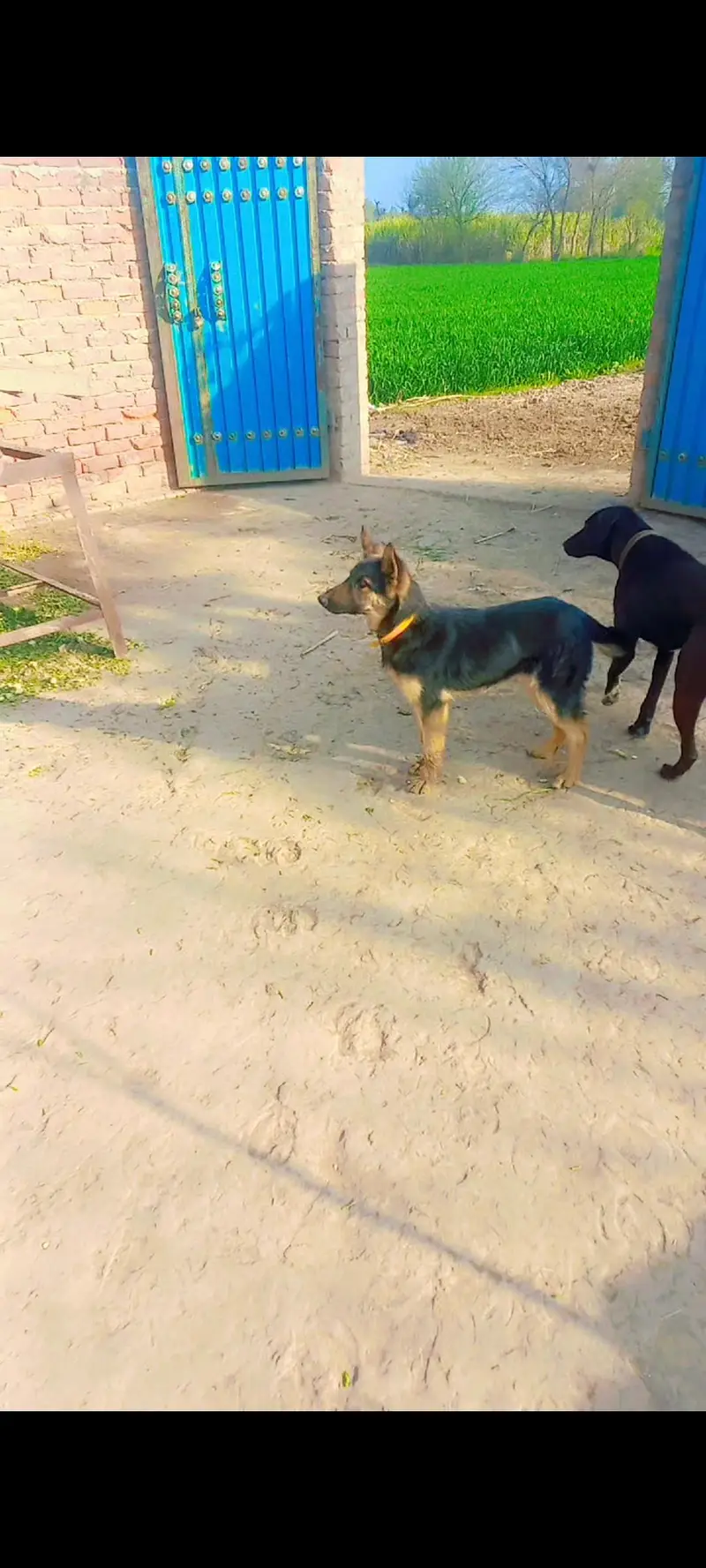 german shepherd female for sale . — photo 2