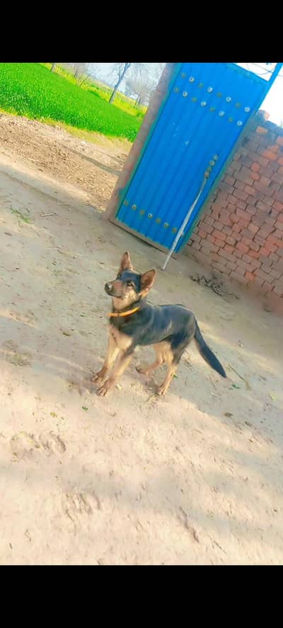 german shepherd female for sale .