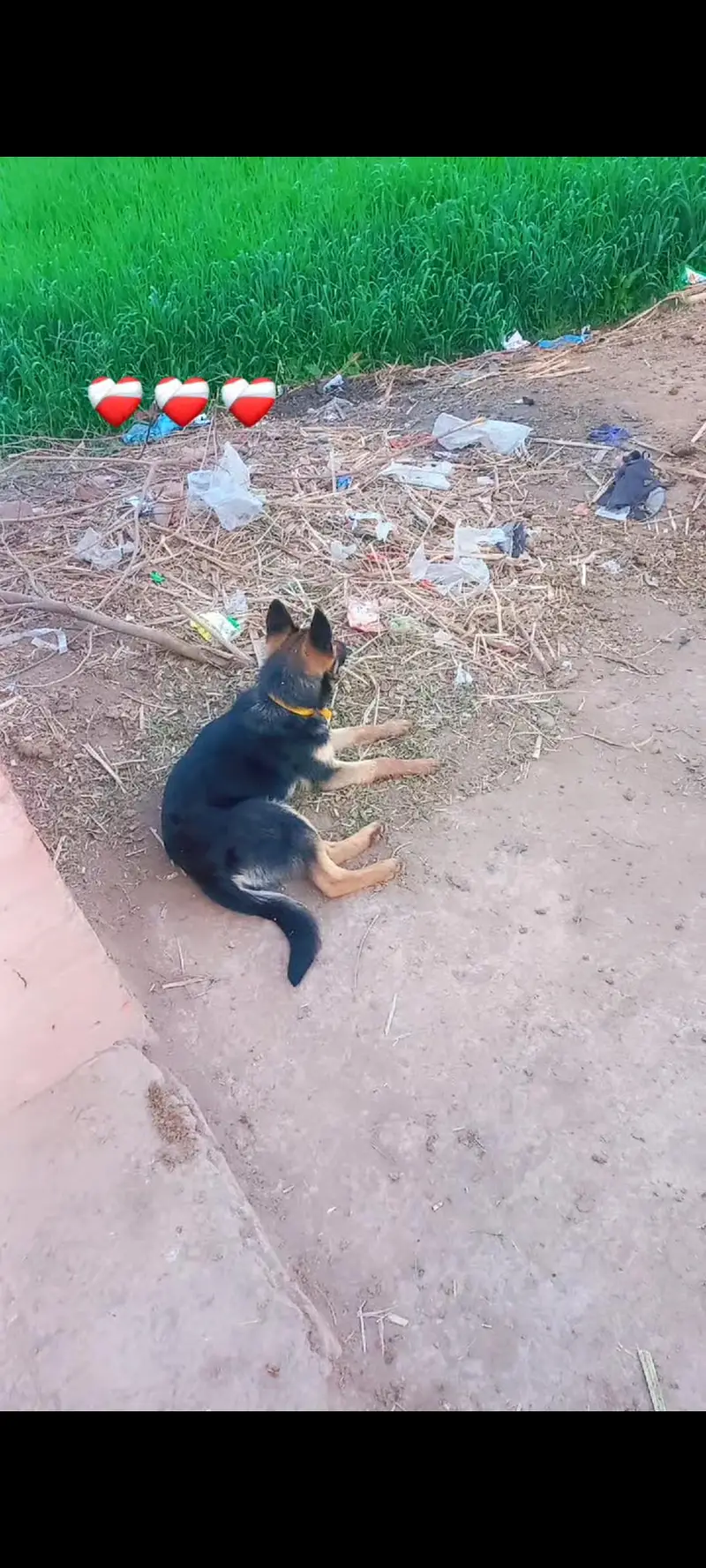 german shepherd female for sale . — photo 3