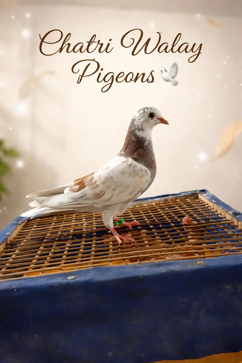 Very VIP Birds for sale — photo 5