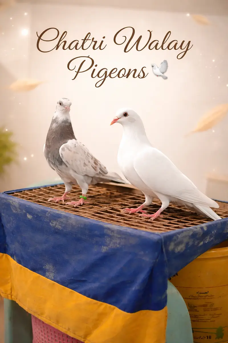 Very VIP Birds for sale — photo 3
