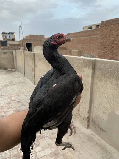 aseel mushkii madii for sale