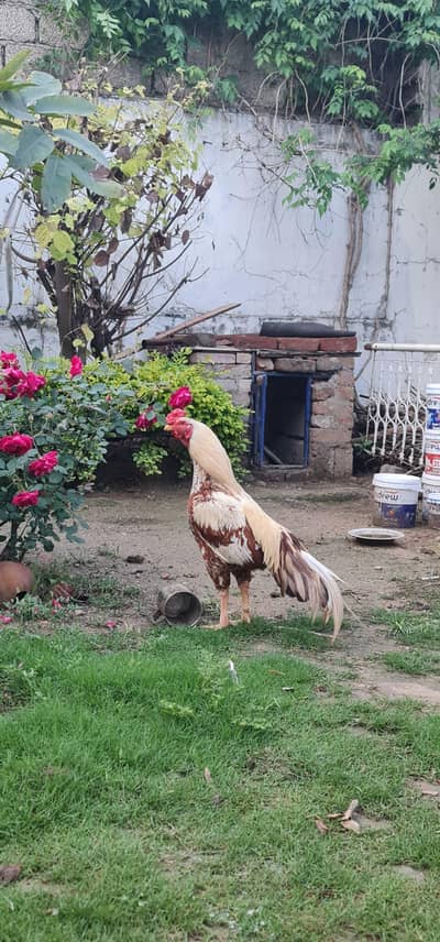 Aseel amroha bloodline