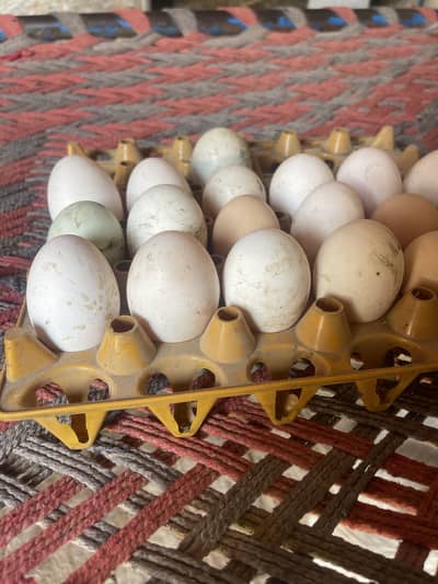 Ducks Firtile Eggs Availble