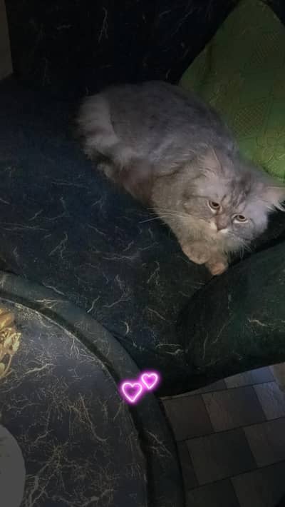 triple coated male cat