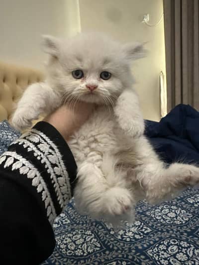 Persian cat triple code