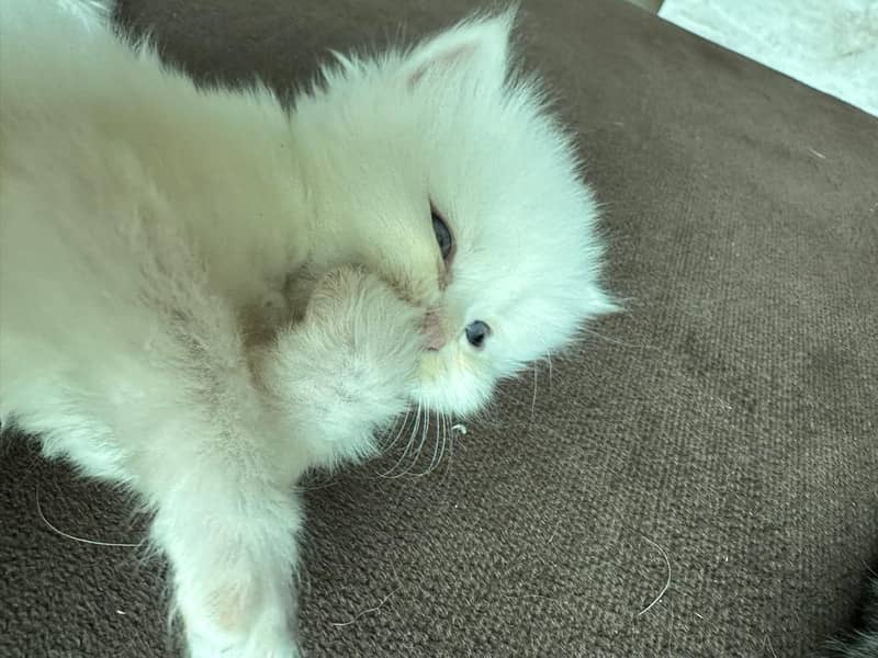Persian cat triple code 1