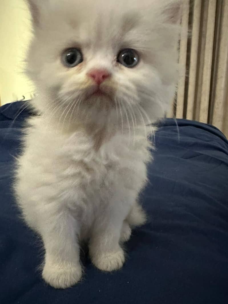 Persian cat triple code 2