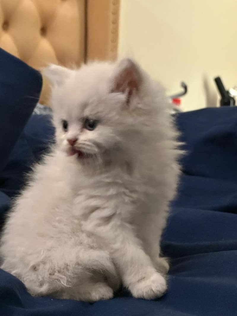 Persian cat triple code 3