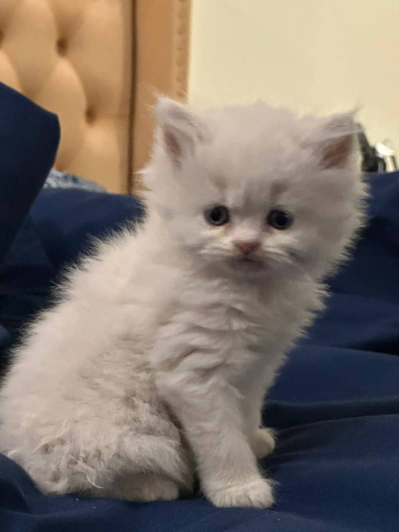 Persian cat triple code 4