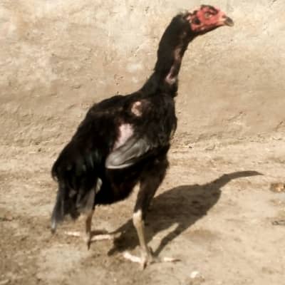 Aseel lasani mushki madi for sale with reasonable price