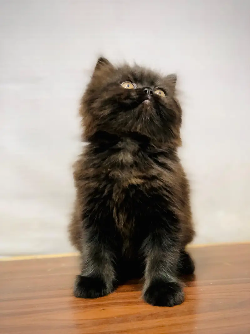 Home delivery parshion punch face kitten — photo 4