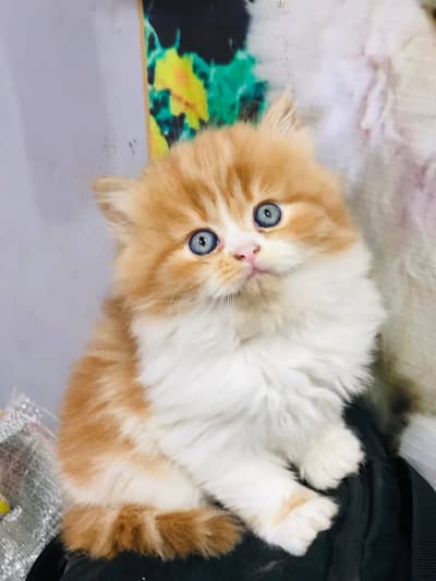 Home delivery parshion punch face kitten