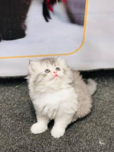 Home delivery parshion punch face kitten
