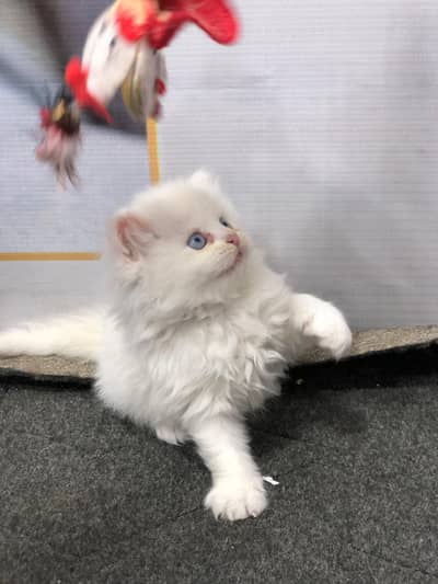 Home delivery parshion punch face kitten
